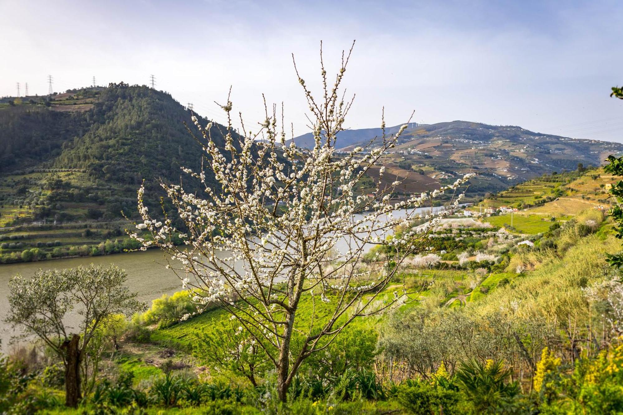 Fraga Douro House, Douro Valley レゼンデ エクステリア 写真